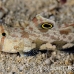 goby_spot_twin_res_kb_h_0334_png1005.jpg